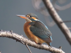 止り木 112（雌 都市公園にて）