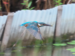 エビ獲れたよ 25（父親）