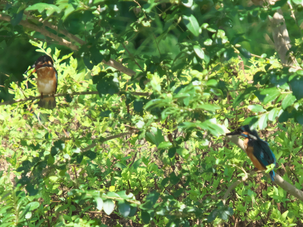 木陰にて 1-1（父親と次の嫁候補？）