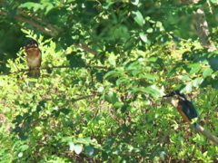 木陰にて 1-1（父親と次の嫁候補？）