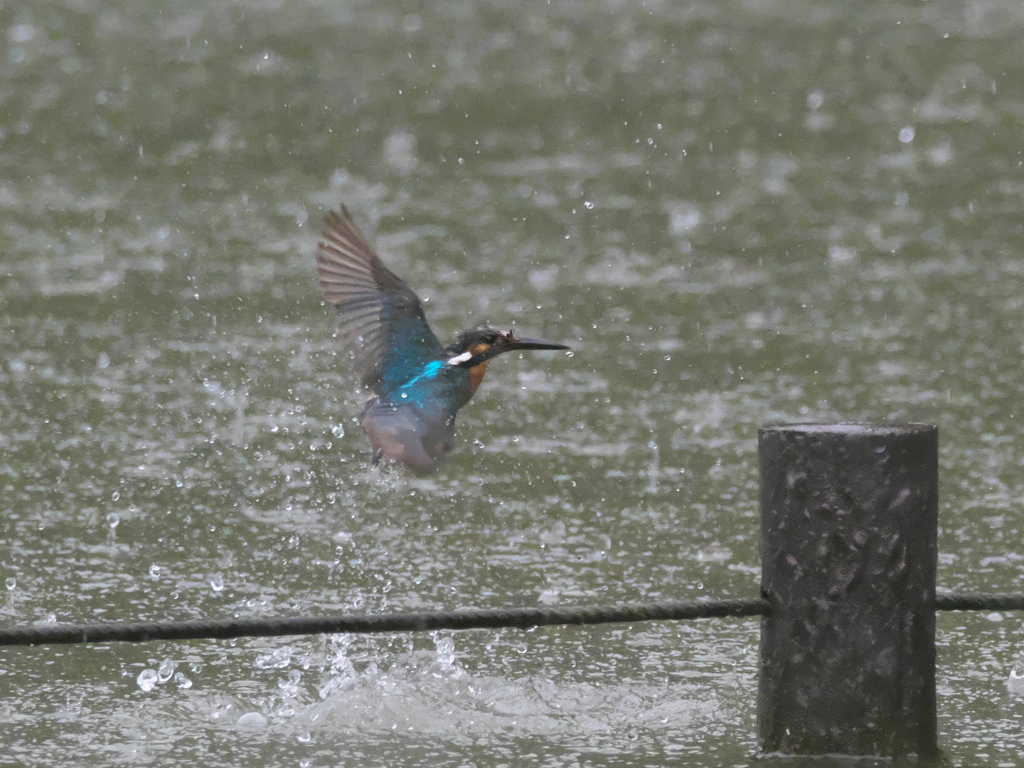  水浴び 2-2（父親 豪雨の中で）