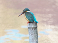 止り木 184（嫁候補脱落？娘？）