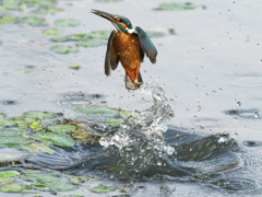 浮上 482（父親）