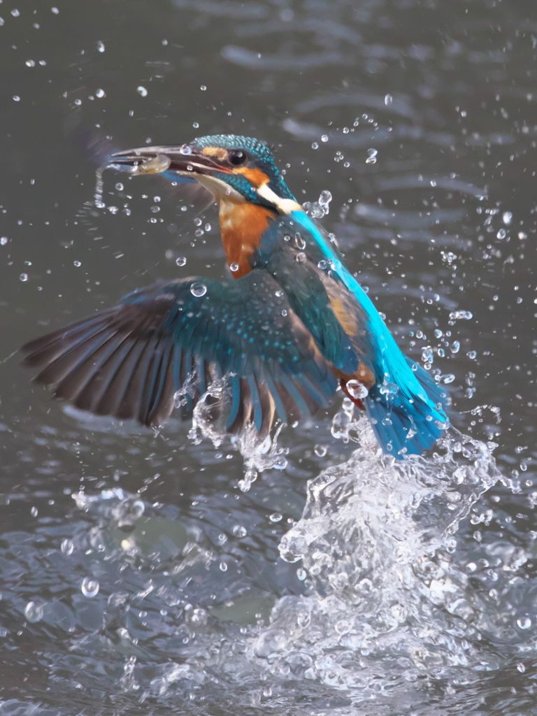 浮上 277-1（父親）