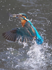 浮上 277-1（父親）