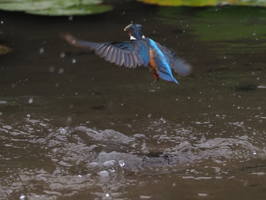 お魚採れたよ 11-1