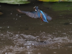 お魚採れたよ 11-1