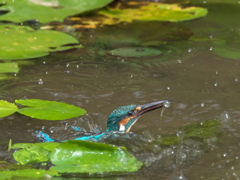 エビ獲れたよ 35（父親）