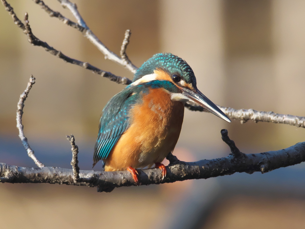 止り木 115（雄 都市公園にて）