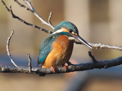 止り木 115（雄 都市公園にて）