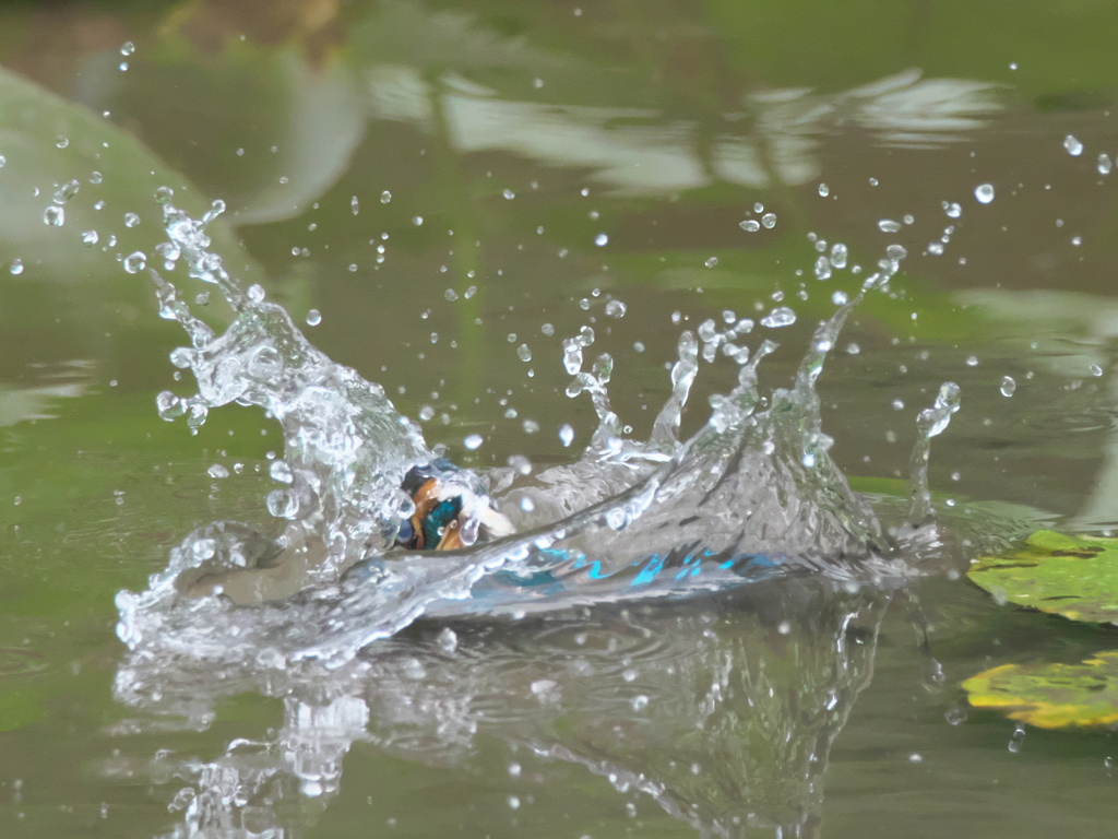 浮上 60-1（父親 エビ獲れたよ）