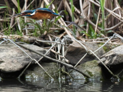 エビ獲れたよ 40