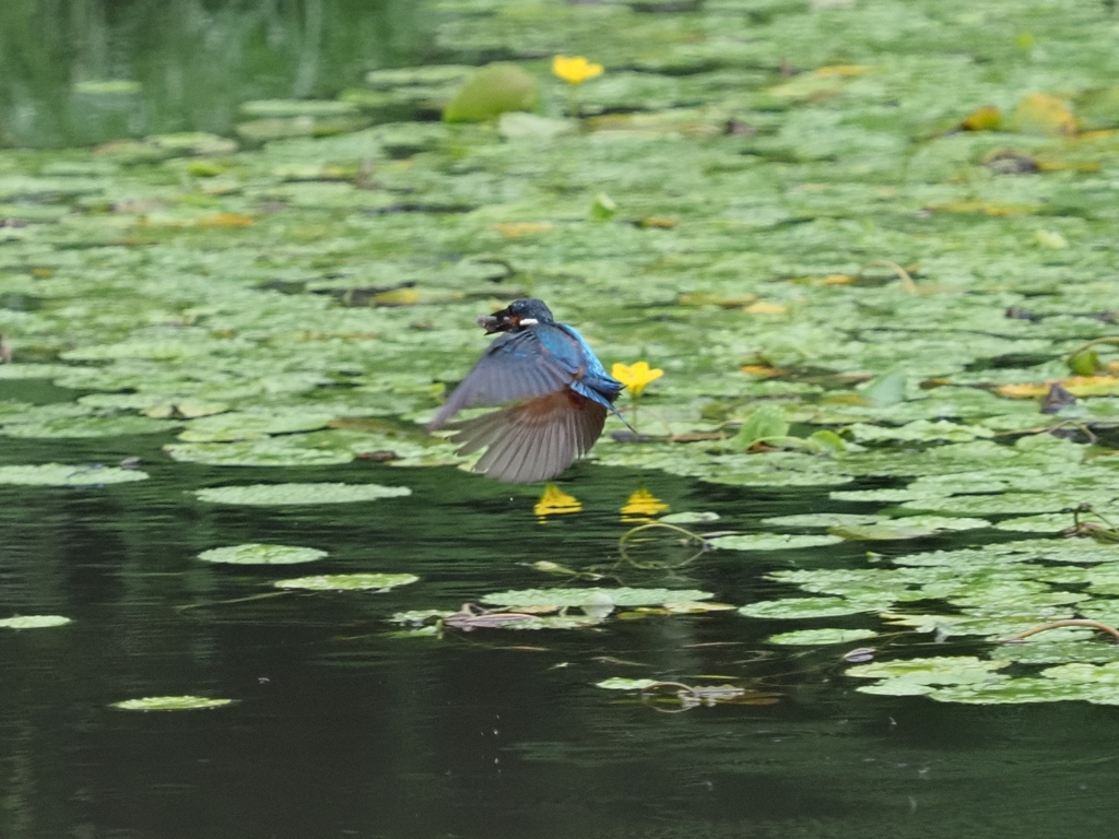 お魚採れたよ 7-2