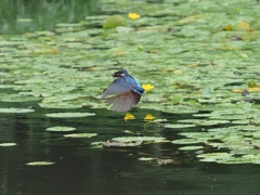 お魚採れたよ 7-2