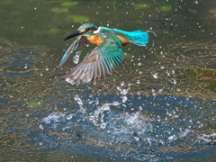 浮上 442-3（父親）