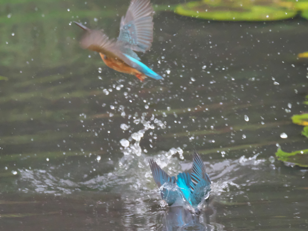 飛び込みシーケンス 17-1（父親と嫁候補のダブル その２）