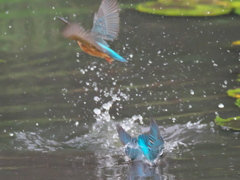 飛び込みシーケンス 17-1（父親と嫁候補のダブル その２）