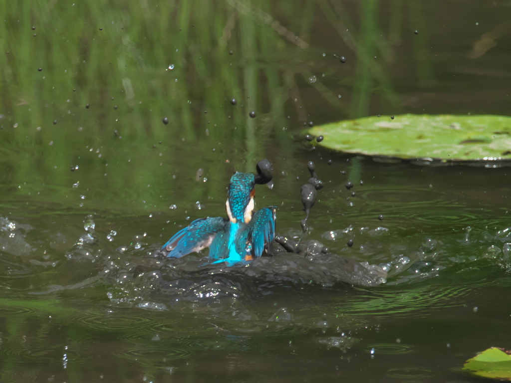 浮上 80-2（父親 ドジョウ獲れたよ）