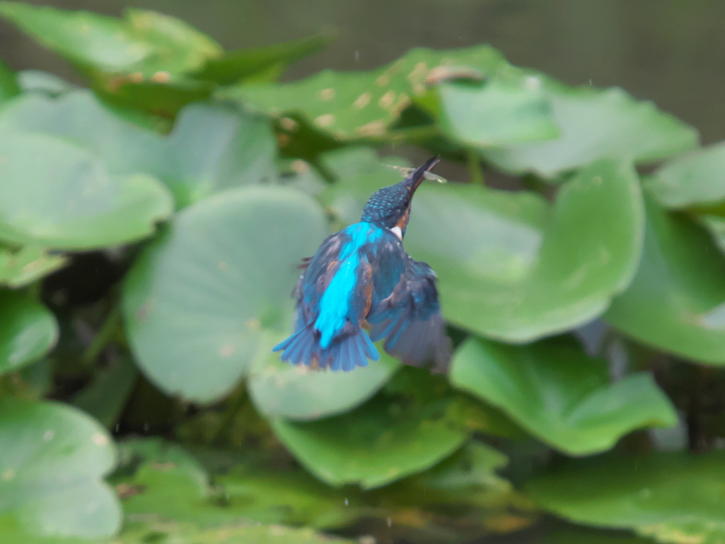 エビ獲れたよ 26（父親）