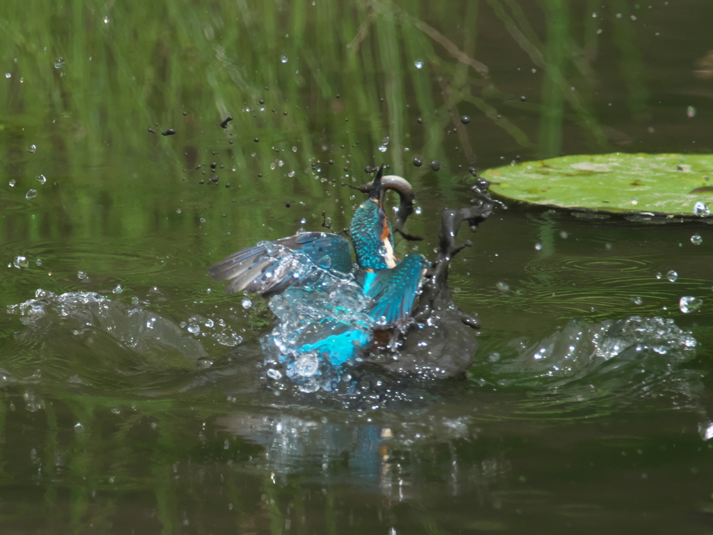浮上 80-1（父親 ドジョウ獲れたよ）