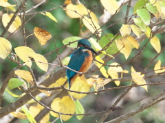 止り木 45（父親 秋の訪れ 1）