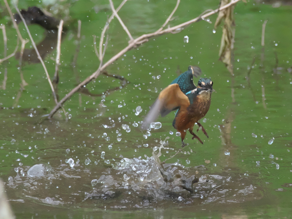 浮上 47-3（子 エビ獲れたよ）