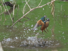 浮上 47-3（子 エビ獲れたよ）