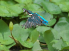 お魚獲れたよ 51