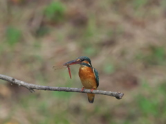 止り木 57（嫁候補 赤トンボ）