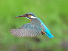 ホバ 27（嫁候補）