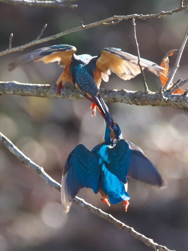 止り木 121（嫁候補と父親）