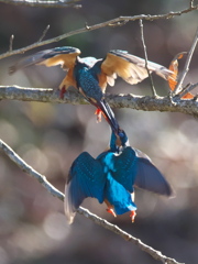 止り木 121（嫁候補と父親）