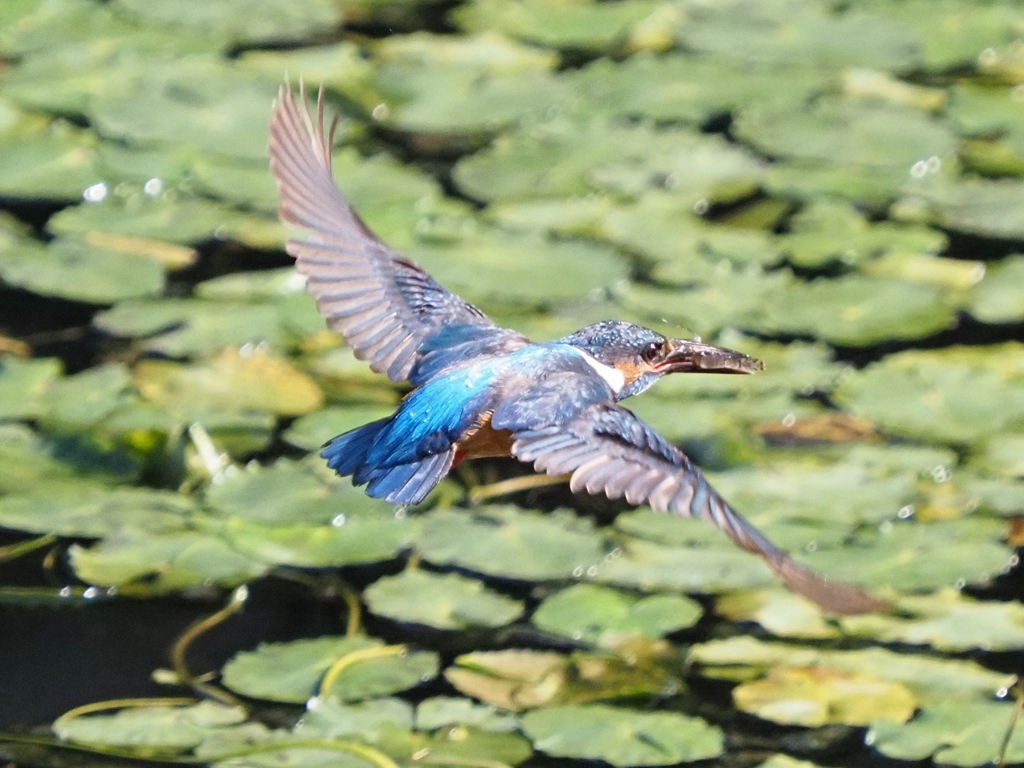 朝ごはん エビを咥えて１