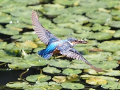 朝ごはん エビを咥えて１