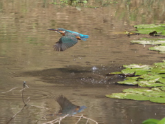 浮上 69（嫁候補？）