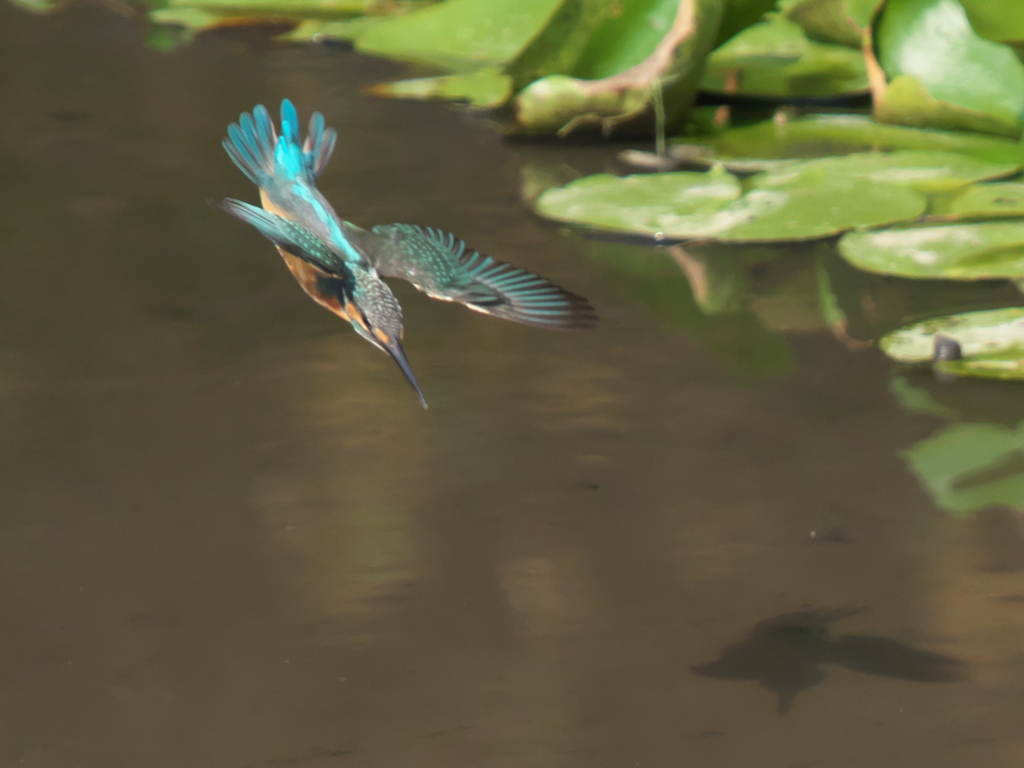 飛び込みシーケンス 13-1（嫁候補？）