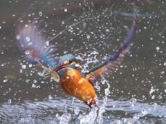 浮上 369-2（父親）