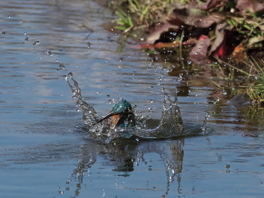 飛び込みシーケンス 31-2（父親）