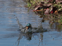 飛び込みシーケンス 31-2（父親）