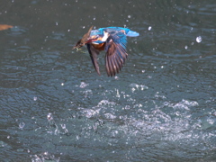 浮上 432-3（父親）