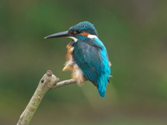 止り木 49（父親 霧雨）