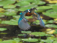 エビ獲れたよ 58