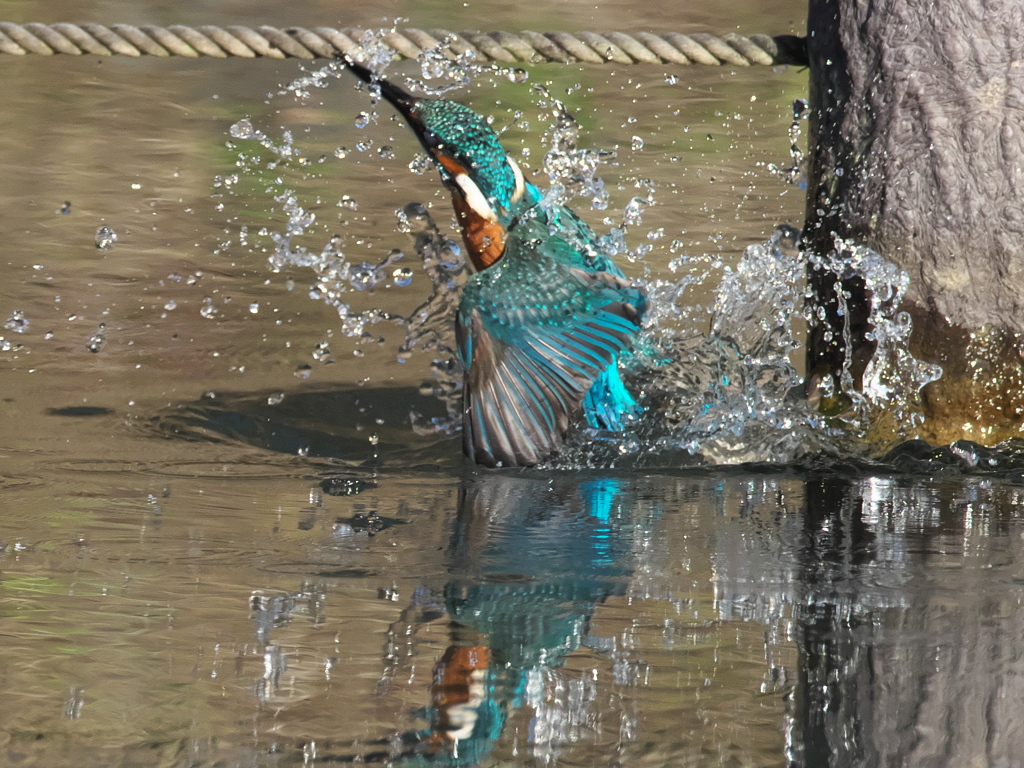 浮上 376（父親）