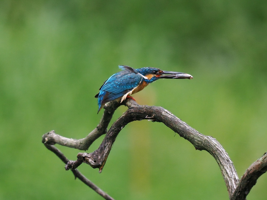 お持ち帰り 36-1