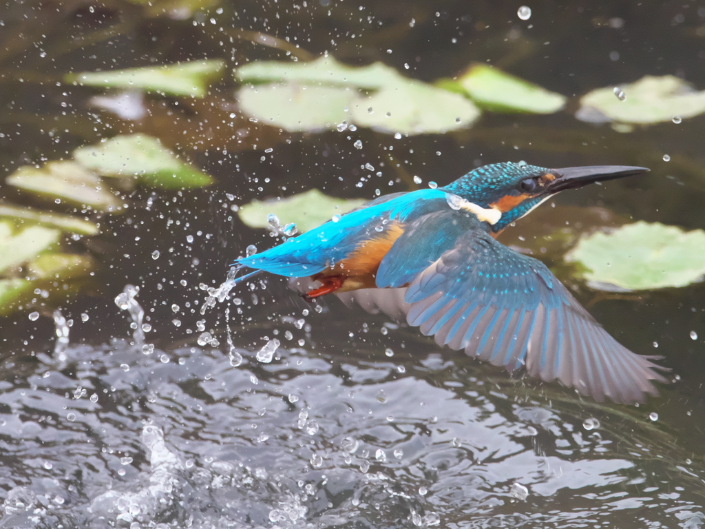 浮上 210（父親）