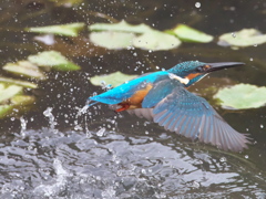 浮上 210（父親）