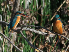 止り木 89（嫁候補と父親）
