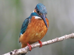 止り木 185（父親）