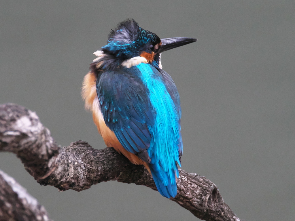 止り木 137-1（父親）