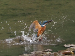 飛び込みシーケンス 1-5